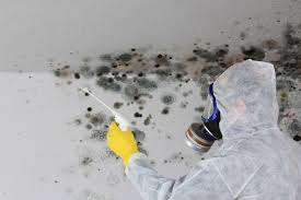 Best Black Mold Removal  in Yorba Linda, CA